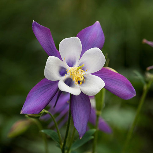Ancolie 'Blue Star'